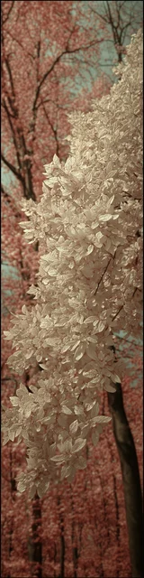 Free aesthetic bookmark featuring a forest with white leaves